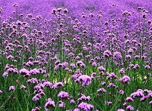 双节乐游邯山香草湖 鲜花采摘与璀璨灯海共迎佳节