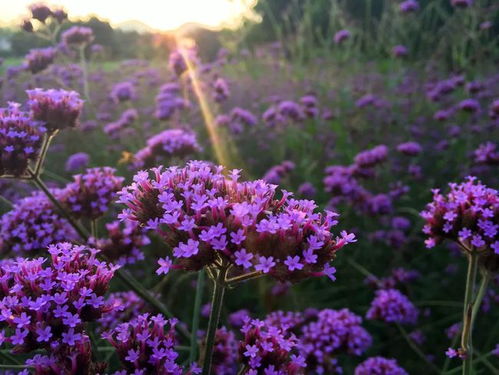 赏花攻略 | 广州周边100万株马鞭草与鼠尾草盛放，紫色花海再度霸屏