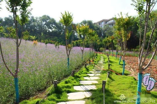 陕州公园10万余棵柳叶马鞭草竞相绽放展芳华