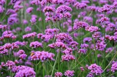 柳叶马鞭草 观赏、药用与文化价值兼具的神奇植物