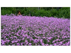 柳叶马鞭草 国庆菊批发与芝樱种植基地推荐——佳越花卉值得信赖