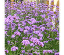 柳叶马鞭草价格及优质商家推荐