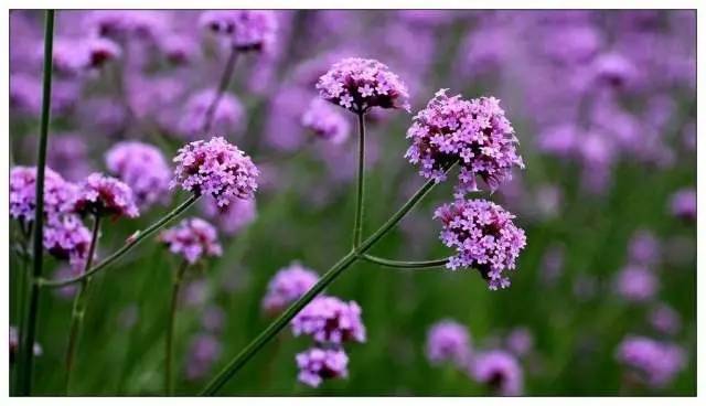 5000平方米柳叶马鞭草傲然盛开 世纪公园喜现紫色花海