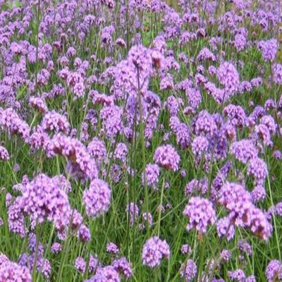柳叶马鞭草 观赏草花中的优雅选择