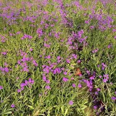 柳叶马鞭草价格解析 品种、用途与市场行情