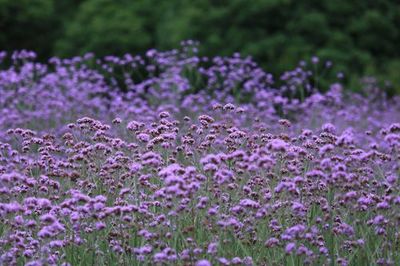 柳叶马鞭草在北方的一年生栽培特性