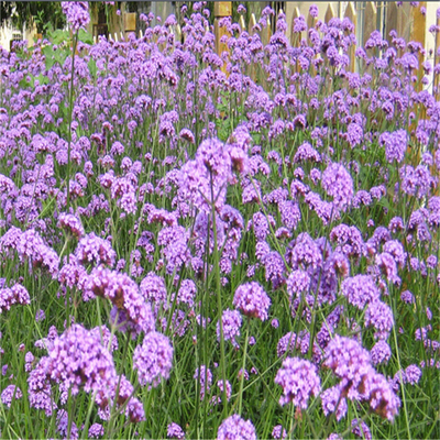 柳叶马鞭草市场价格与潍坊货源分析