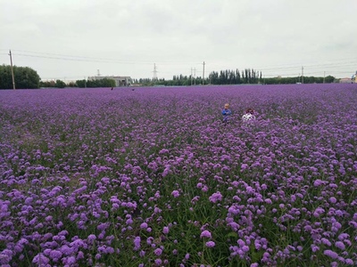 柳叶马鞭草种子的种植指南
