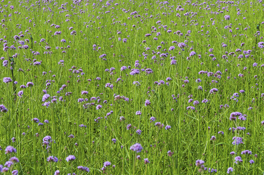 柳叶马鞭草 美丽与功效兼具的草本植物