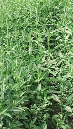 柳叶马鞭草 自然中的优雅魅力