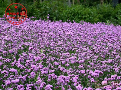 柳叶马鞭草小苗批发指南