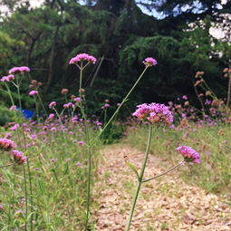 漫游上海植物园 邂逅优雅柳叶马鞭草