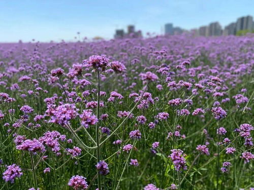 太美了！桐乡赏花地图来啦，柳叶马鞭草正值盛花期