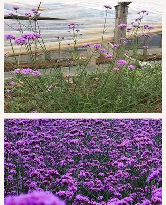 马鞭草 花海景观绿化的优雅之选