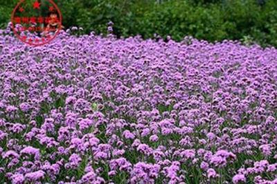 柳叶马鞭草 园林景观中的紫色花海使者