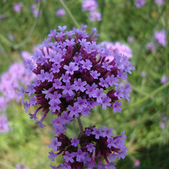 柳叶马鞭草 自然界的紫色浪漫与实用价值
