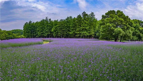 紫色梦幻 共青森林公园的柳叶马鞭草花海