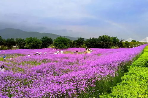 仓山，给世界一点颜色瞧瞧 柳叶马鞭草的紫色浪漫