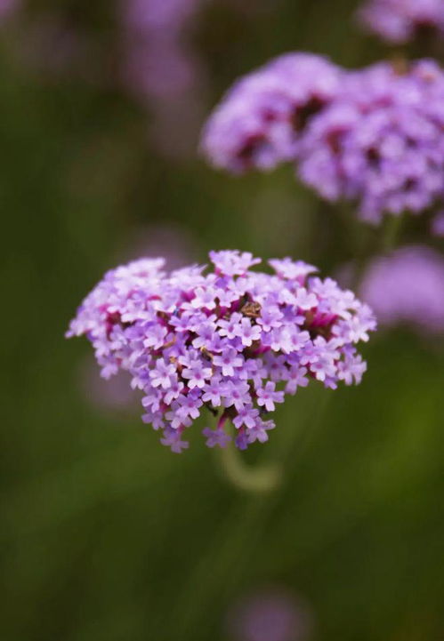 夏日绝绝紫 在柳叶马鞭草的紫色海洋里，邂逅初夏浪漫