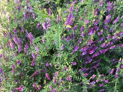 盛夏种植柳叶马鞭草 可行性与养护要点