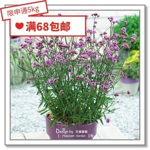 柳叶马鞭草 从种子到花海的紫色浪漫