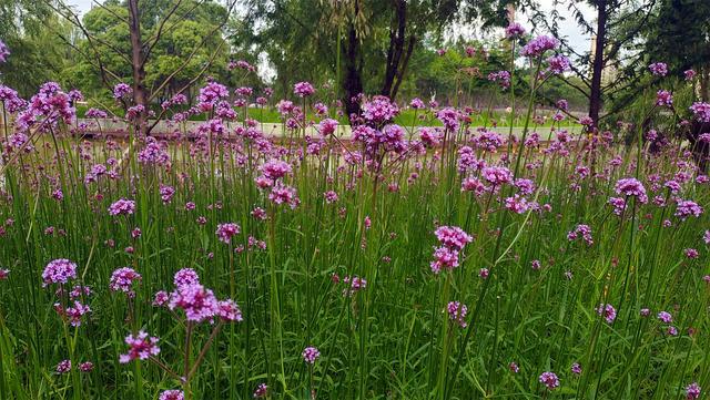 紫浪翻涌醉心田——记吉安柳叶马鞭草花海