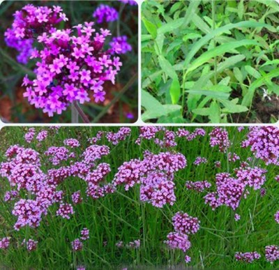 青州马鞭草基地 柳叶马鞭草市场价格与种植优势解析