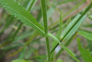 柳叶马鞭草之谜 花开为何不见叶