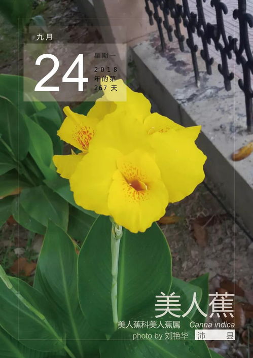 九月二十四日，柳叶马鞭草的秋日诗篇