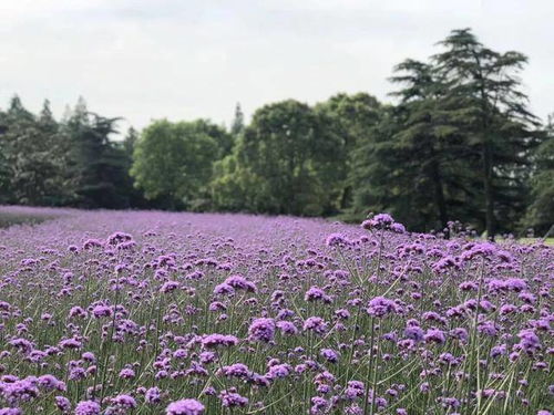 邂逅紫色浪漫 徜徉在柳叶马鞭草的梦幻花海