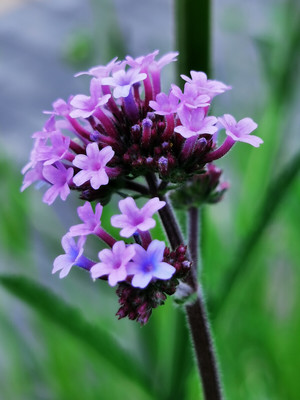 紫雾迷情 柳叶马鞭草的优雅绽放