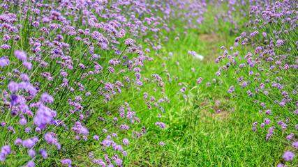 国博旁紫色梦幻海，柳叶马鞭草盛放成网红打卡地