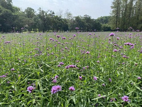 共青森林公园东门花海进入初花期啦 预计2周后迎来盛花期