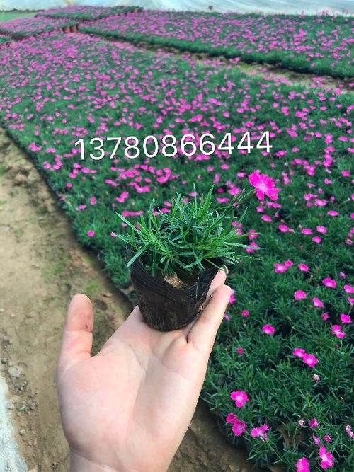 【柳叶马鞭草基地直发】- 