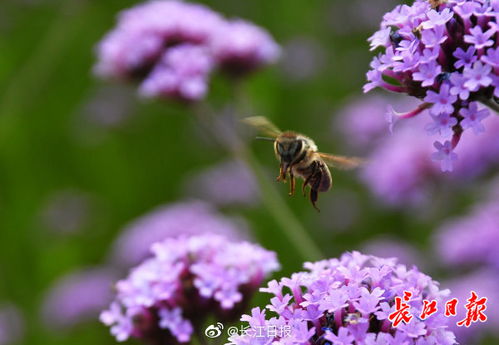 紫色花海,美 图集