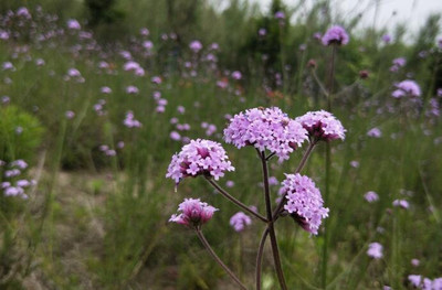 马鞭草,熏衣草的最佳模仿者