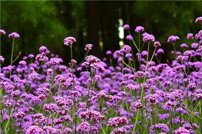 美翻了!这片梦幻紫刷爆杨浦人的朋友圈