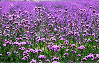 柳叶马鞭草图片的结果_图片