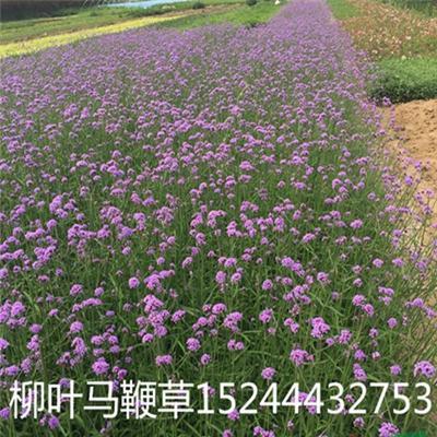 山东柳叶马鞭草价格