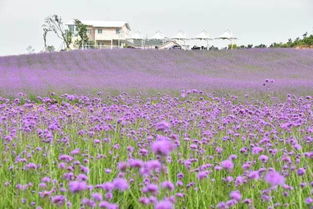 我们相爱吧 第三季惊艳亮相巴布洛