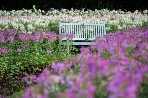999 2晚 住洲际旗下金山 氧吧 酒店 揽醉美海湾风景,赶海 玩沙 逛古老渔村...赠花开海上门票