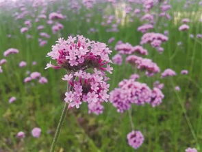 南宁又多了一个 网红 打卡地 龟山滨江公园出现紫色花海
