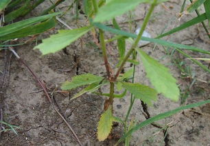 柳叶马鞭草 紫色花儿我来问,花开为何不见叶