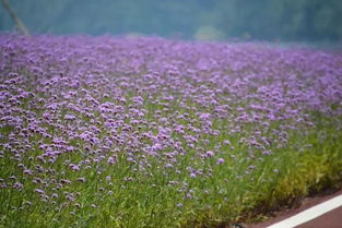 杭州网红花海之柳叶马鞭草 紫色浪漫的梦幻仙境